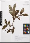 Foto von Salix cinerea L.